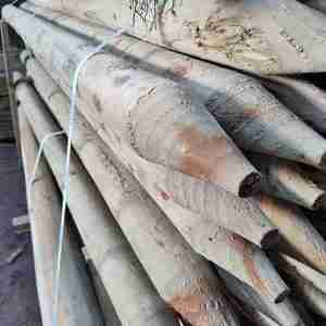 Fence Posts 1.8M Treated